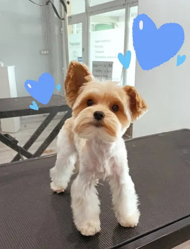 Psia mama groomer Kielce